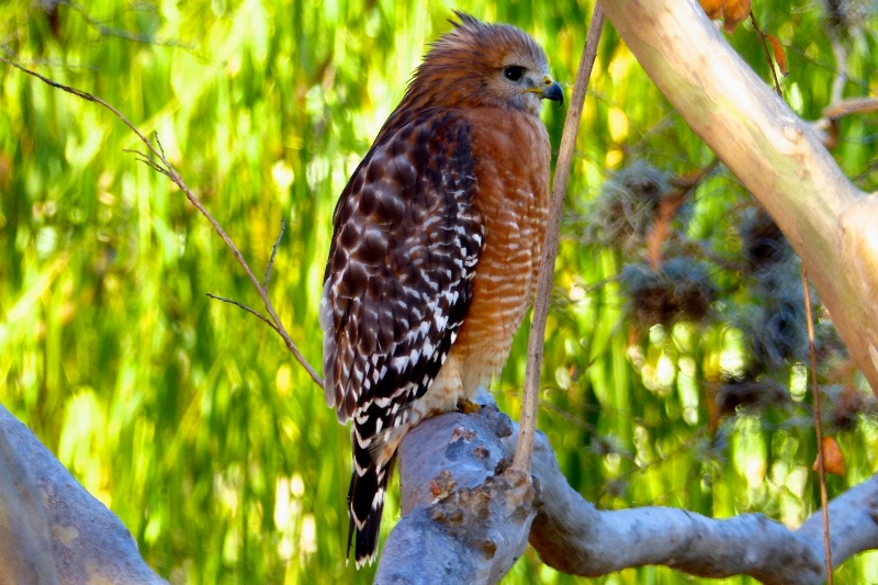 Red-shouldered hawk