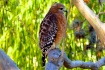 Red-shouldered ha...