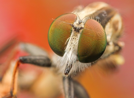 Robberfly