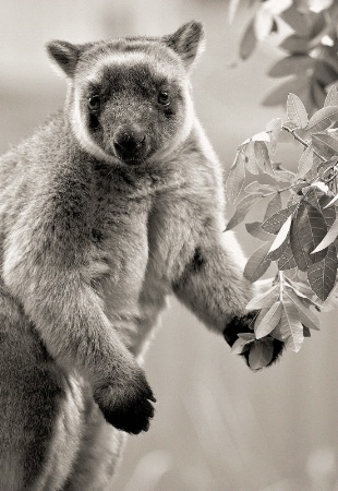 Lumholtz's Tree Kangaroo