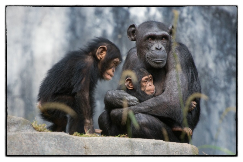 A Chimpanzee family