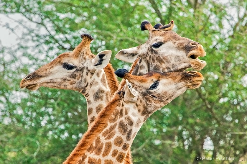 Giraffe threesome