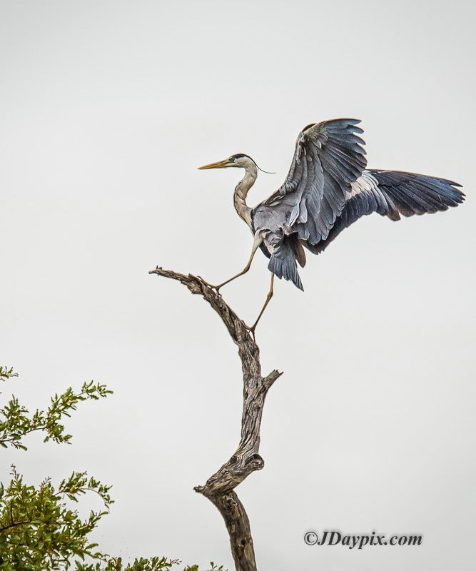 Grey Heron