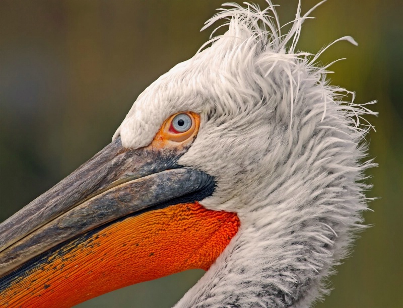 Pelican - ID: 14334559 © Birthe Gawinski