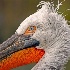 © Birthe Gawinski PhotoID # 14334559: Pelican