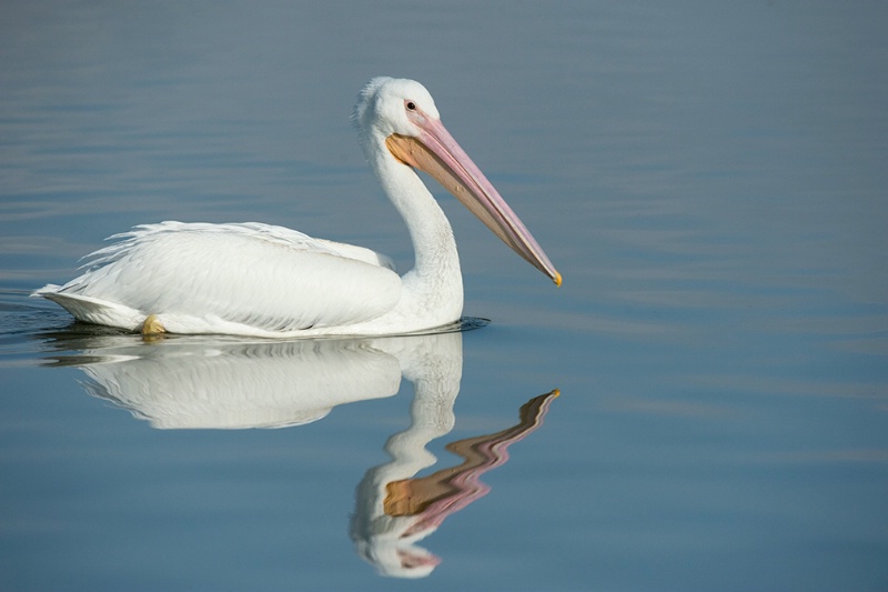 White Pelican Glide