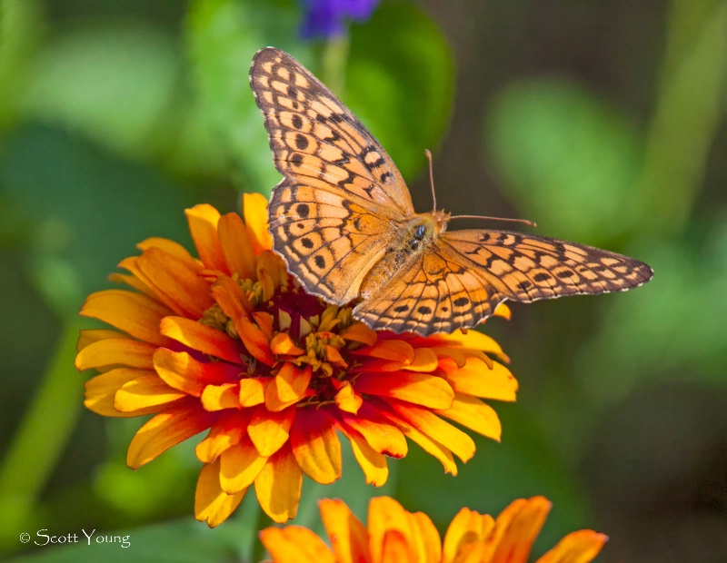 Moth; Norfolk Botanical Gardens; Norfolk, VA - ID: 14335253 © Richard S. Young