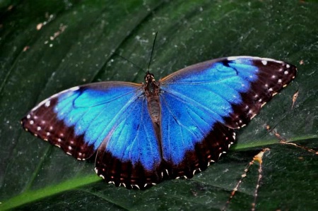 Blue Moropho Butterfly