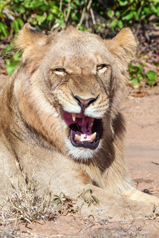 Smiling lion