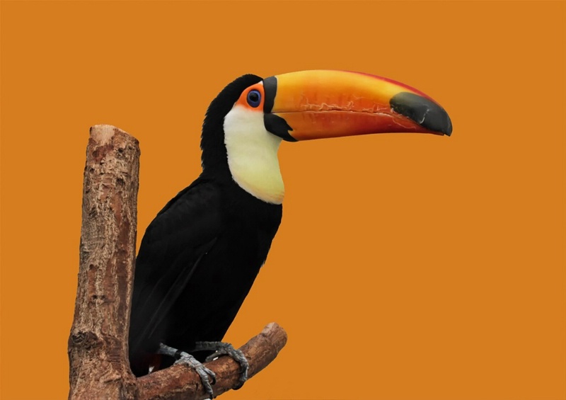 Tucan - ID: 14335906 © Birthe Gawinski