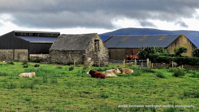 waterville cows ll