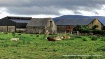 waterville cows l...