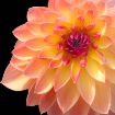 Dahlia
