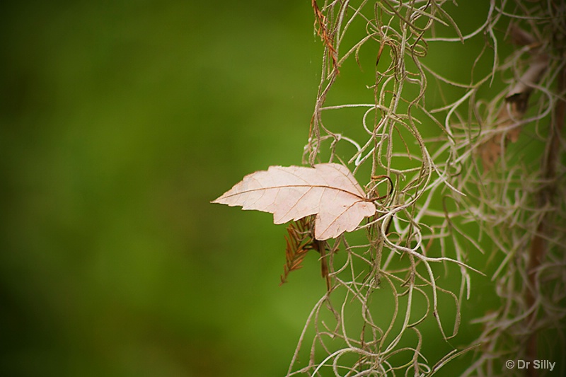 Lone Leaf