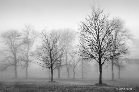 Trees Without Leaves