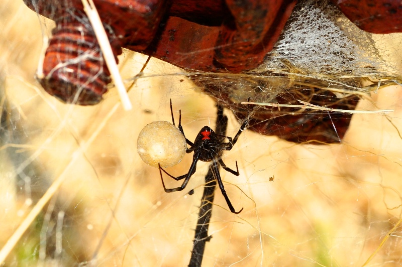 Southern Black Widow