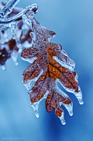 Iced Oak Leaf