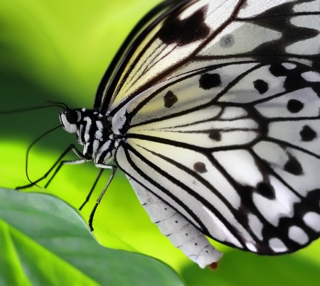 Tree Nymph Butterfly