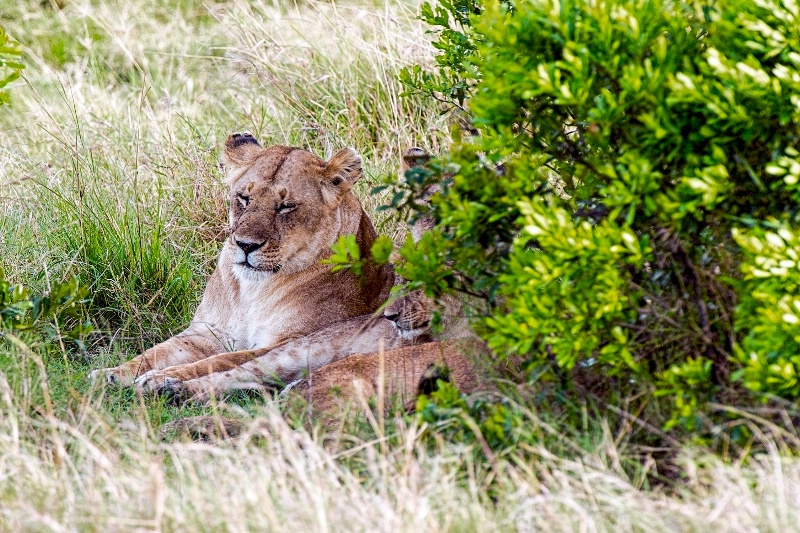 Lazy afternoon - ID: 14337064 © James R. Lipps