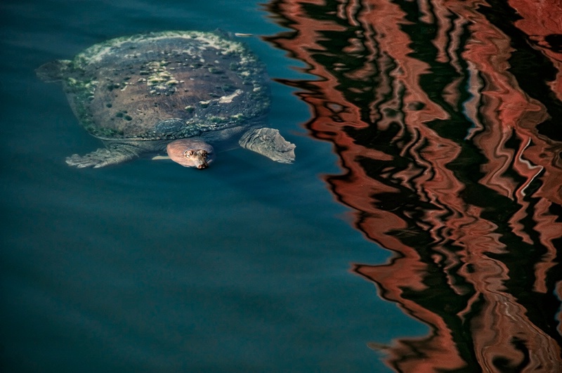Softshell Turtle and Reflections