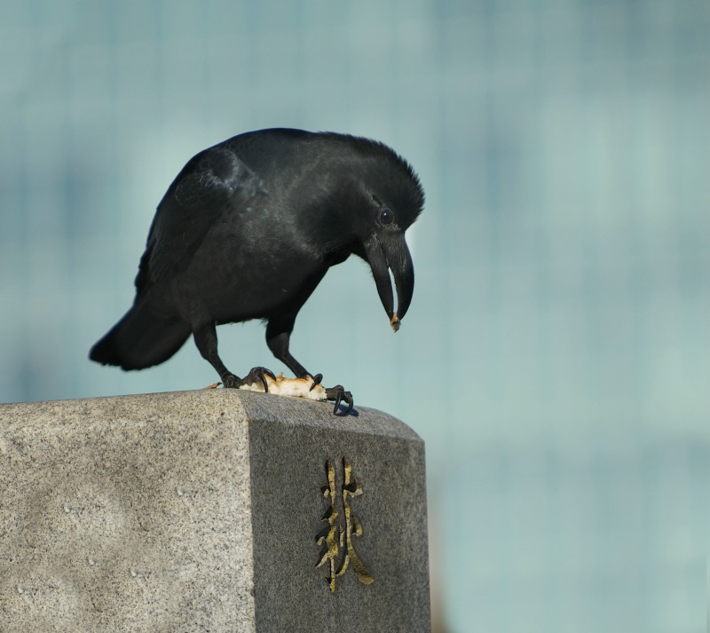 Japanese Jungle Crow Enjoying Breakfast