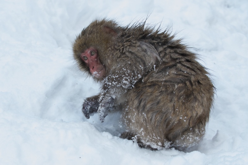Snow Monkey in the Snow - ID: 14337239 © Kitty R. Kono