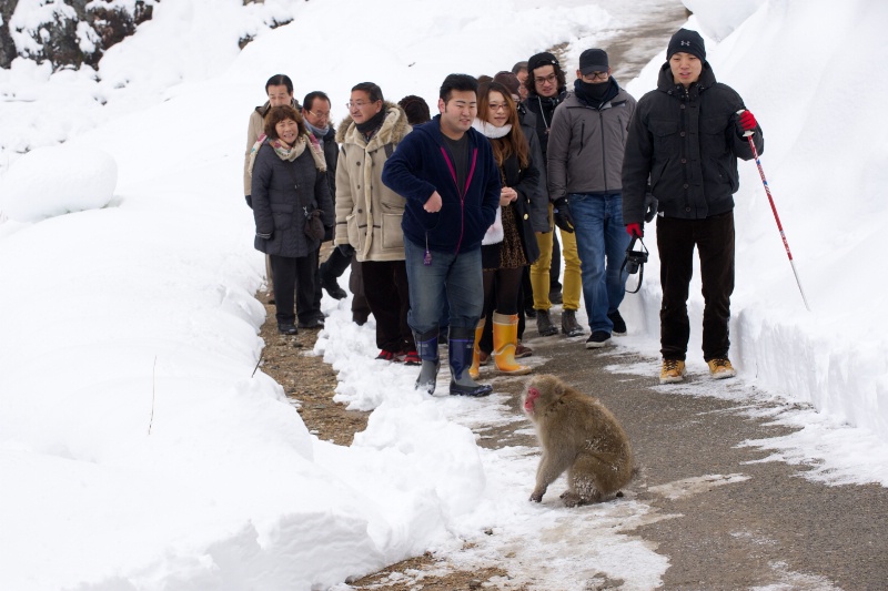 Snow Monkey and Tourists