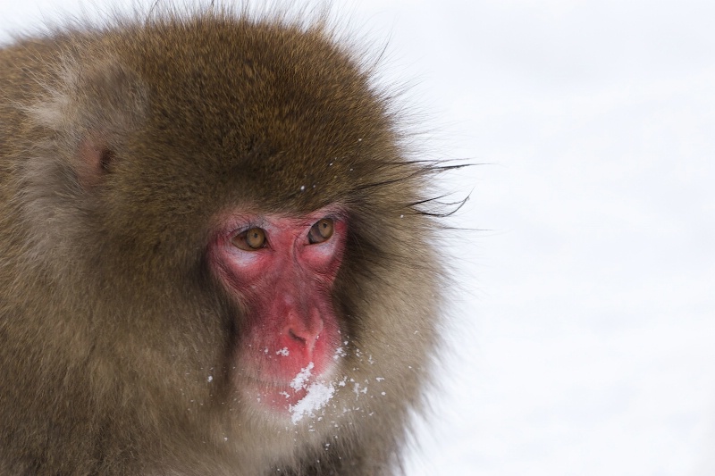 Snow Monkey in the Snow - ID: 14337244 © Kitty R. Kono
