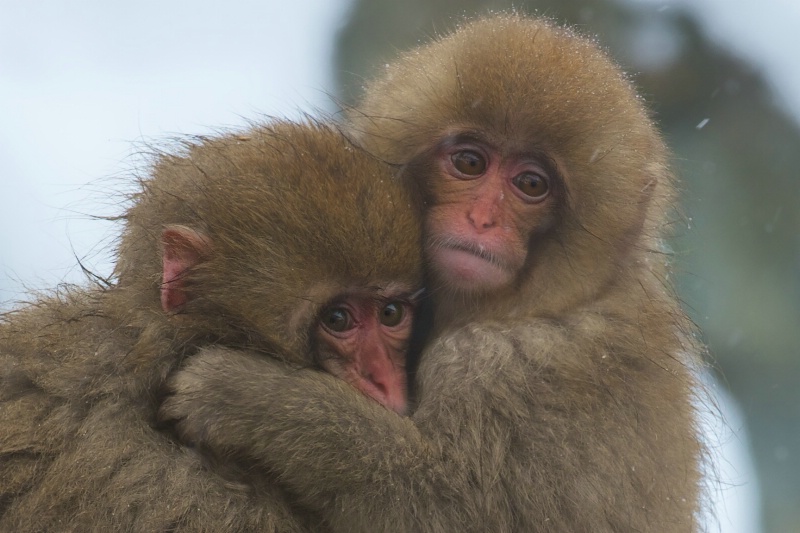 Snow Monkey Babies Hugging - ID: 14337245 © Kitty R. Kono