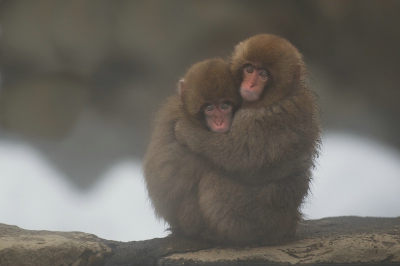 Two Baby Snow Monkeys - ID: 14337246 © Kitty R. Kono