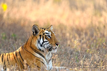 Tadoba Andhari Tiger Reserve-8