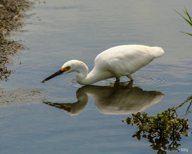 Reflection in the Water