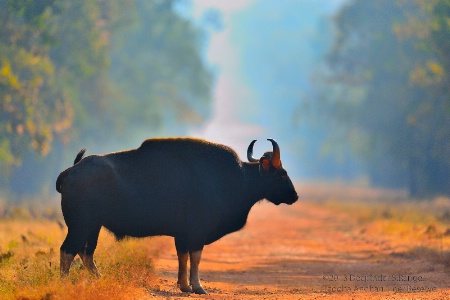 Gaur-The Indian Bison(at sunset)