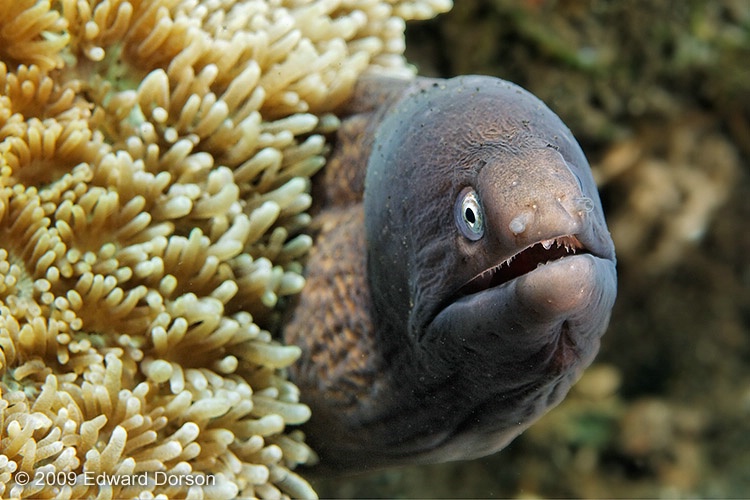 White-eyed Moray Eel - ID: 14337574 © Edward Dorson