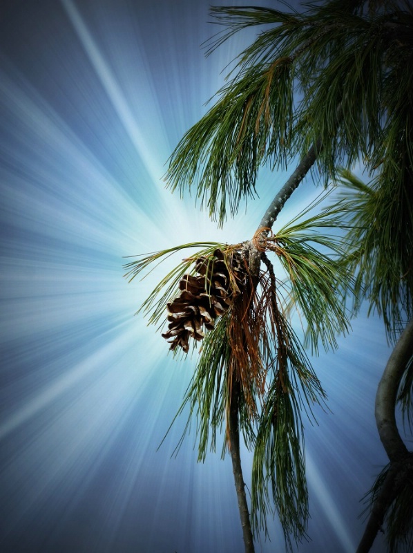 Trail of the Lonesome Pine