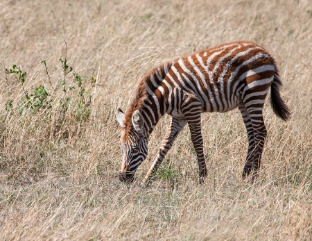 Zebra Foal