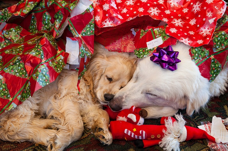 puppies at Christmas
