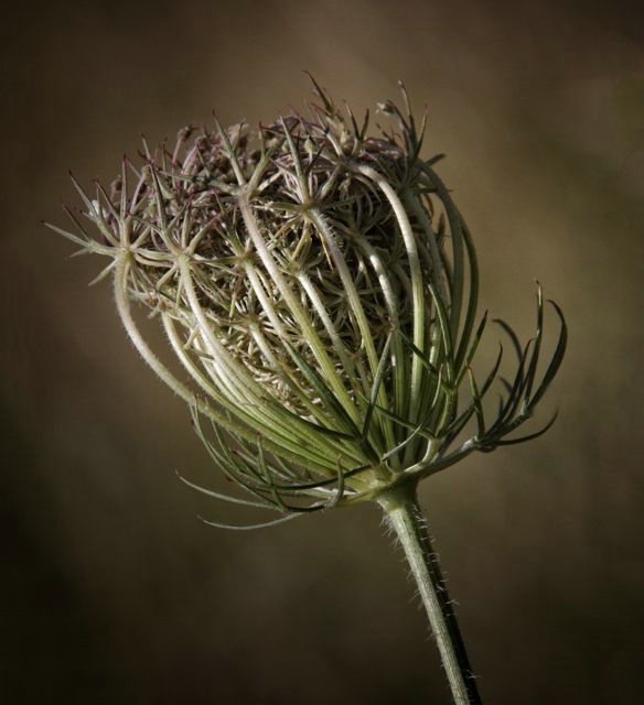 Pretty Weeds