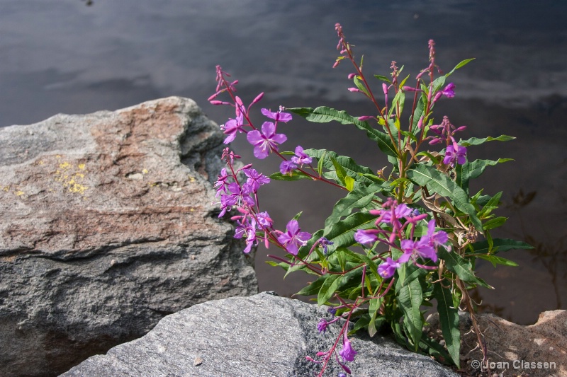 Colorado Wildflower