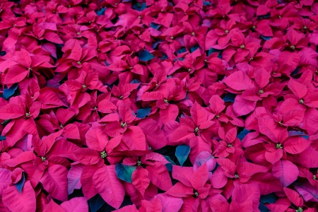 Wall To Wall Poinsettias