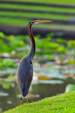 Purple Heron