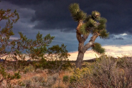 Dark Clouds in the Mojave