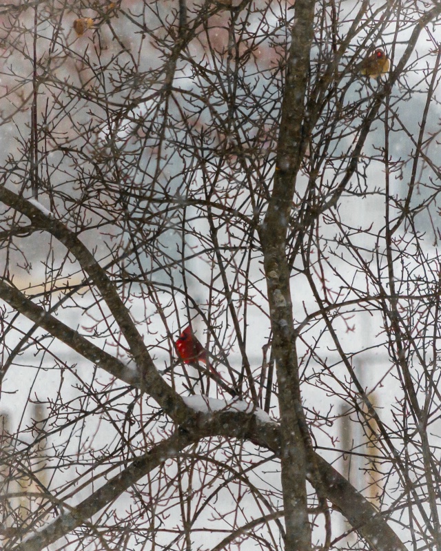 Cardinal in a snow storm