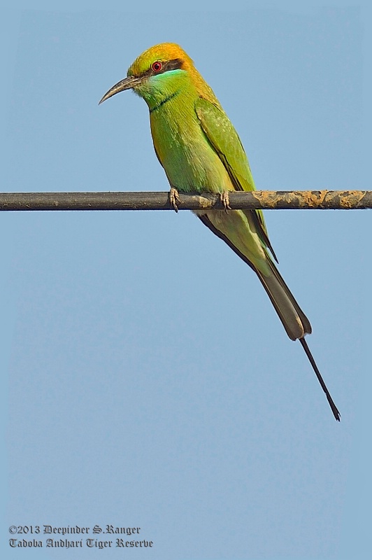 Small bee-eater (Merops orientalis)-3