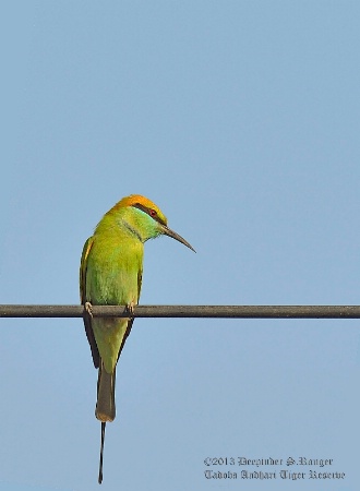 Small bee-eater (Merops orientalis)-1
