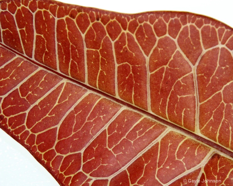 Leaf Veins