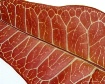 Leaf Veins
