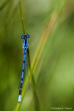 DRAGON FLY AT REST