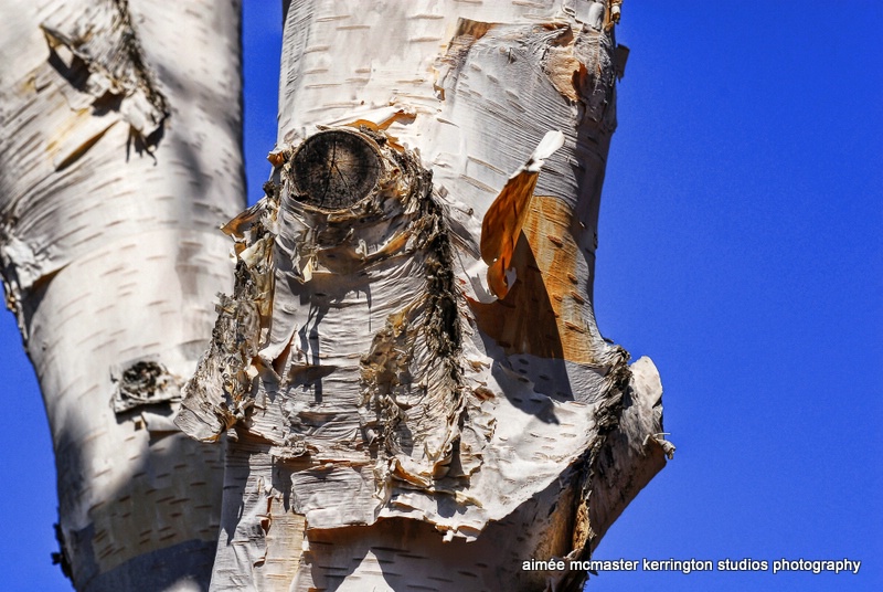 birch on blue