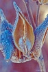 Snowy Milkweed